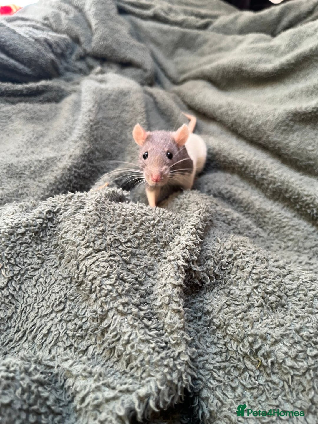 Rat rodents for sale: 2 rats for sale one dumbo rat and one normal rat  - Image 2