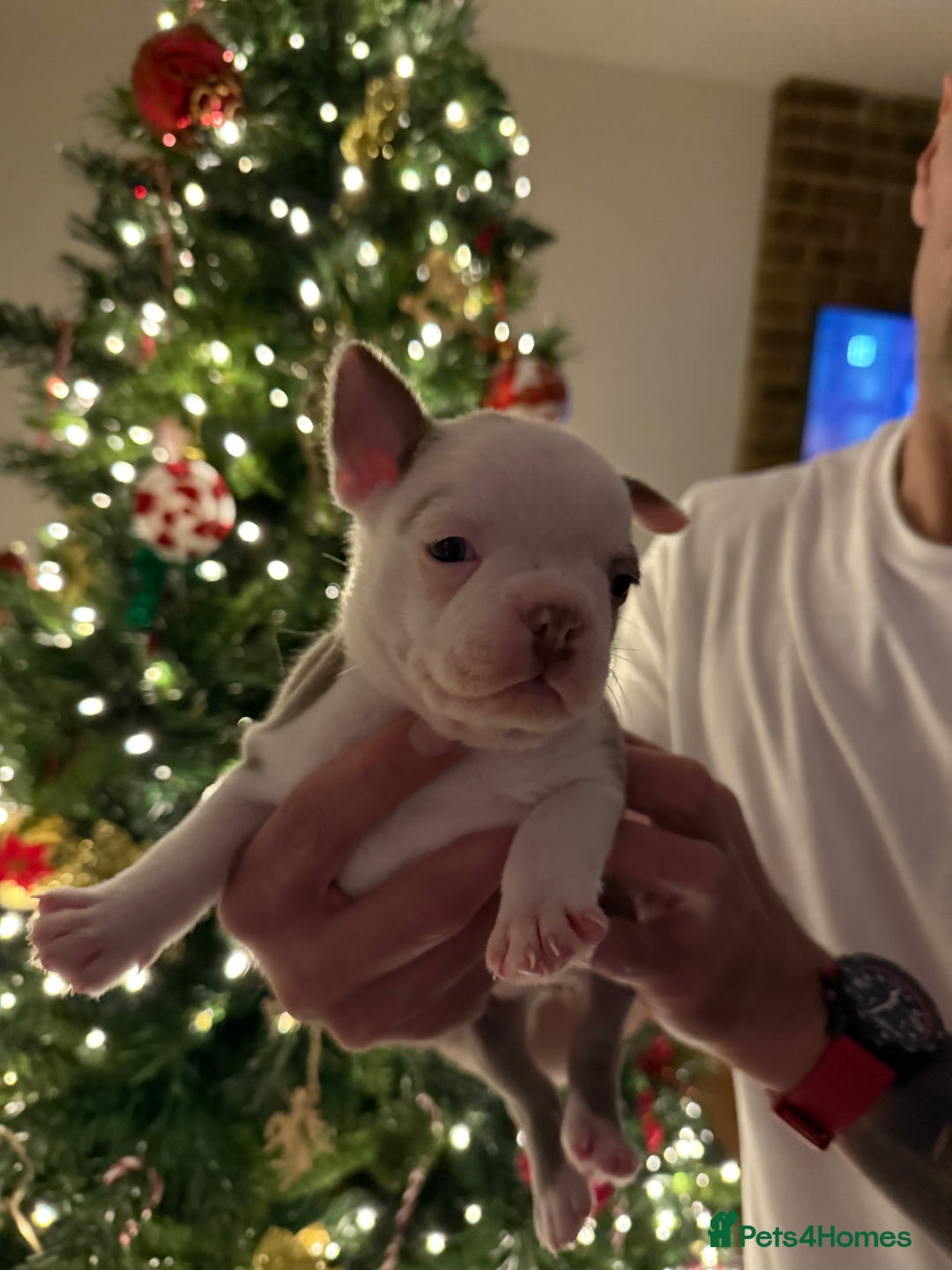 Boston Terrier dogs for sale: Boston Terrier puppies 🐶 - Advert 16