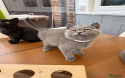 British Shorthair cats for sale: Rare Coloured British Shorthair kittens - Image 28