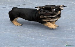 French Bulldog dogs for sale: Fluffy ** frenchies  - Image 12