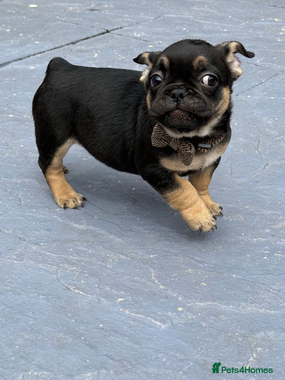 French Bulldog dogs for sale: Fluffy ** frenchies  - Image 12