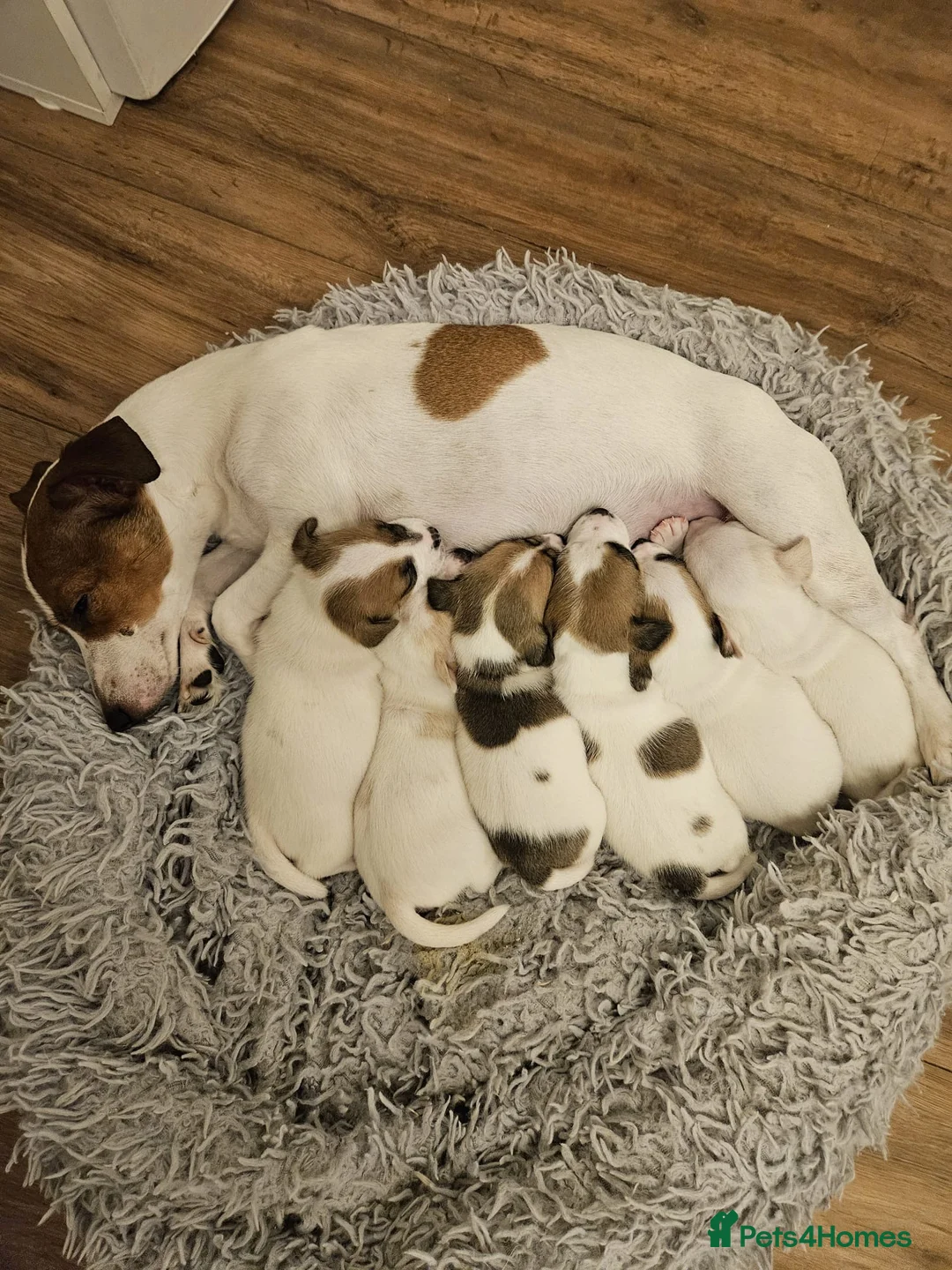 Jack Russell dogs for stud: Handsome Tan miniature Jack Russell for stud in Hemel Hempstead - Advert 15