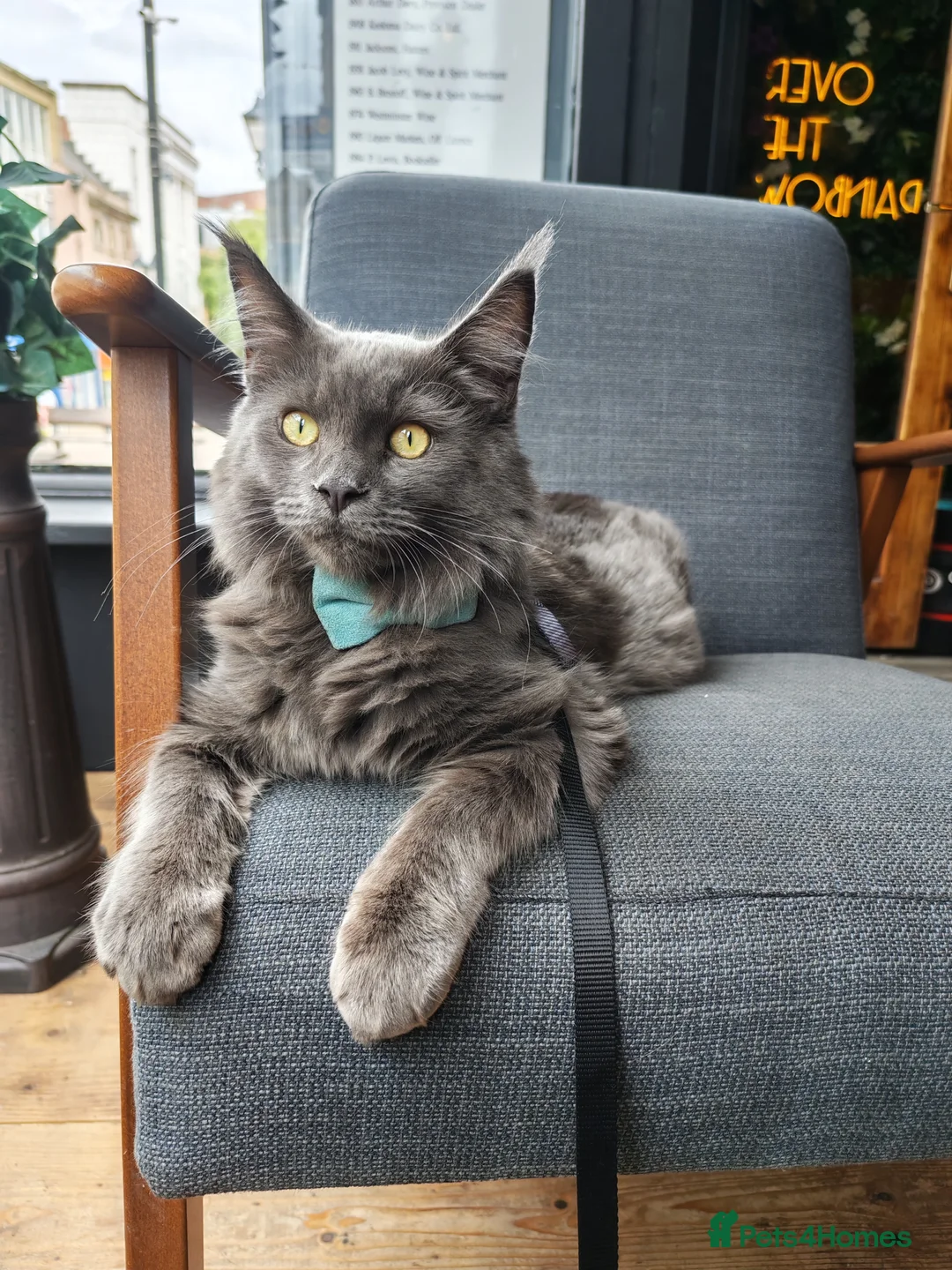 Maine Coon cats for sale: Gorgeous male kitten in Rotherham - Advert 2