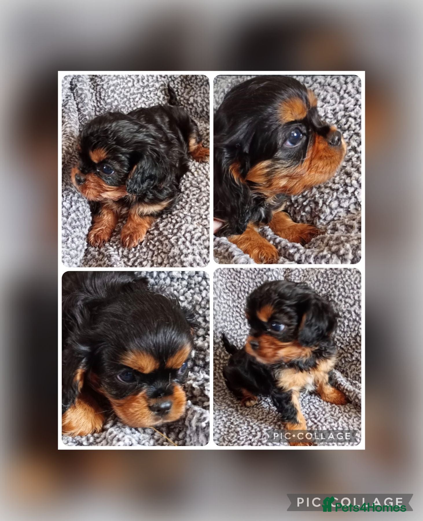 Cavalier King Charles Spaniel dogs Cavalier King Charles Male Puppies  - Advert 6