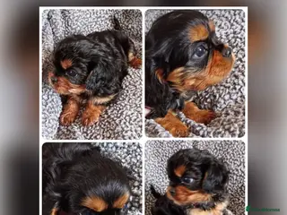 Cavalier King Charles Spaniel dogs Cavalier King Charles Male Puppies - Advert 6