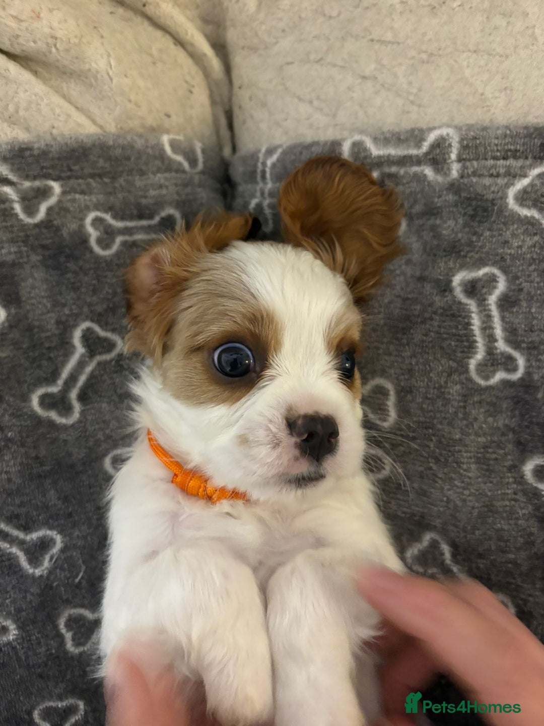 Cavalier King Charles Spaniel dogs for sale: Beautiful Blenheim King Charles spaniel pups    - Advert 27