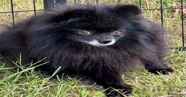 Pomeranian dogs - Advert 15