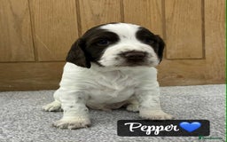 Sprocker dogs for sale: Stunning Sprocker puppies available  - Image 6