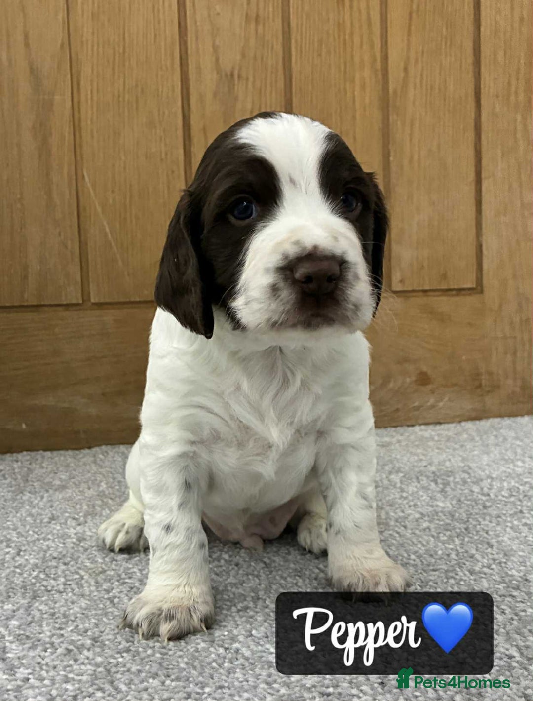 Sprocker dogs for sale: Stunning Sprocker puppies available  - Image 6