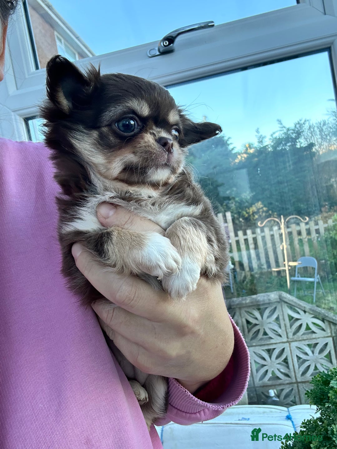 Chihuahua dogs for sale: KC LONG COAT CHIHUAHUAS  - Advert 4