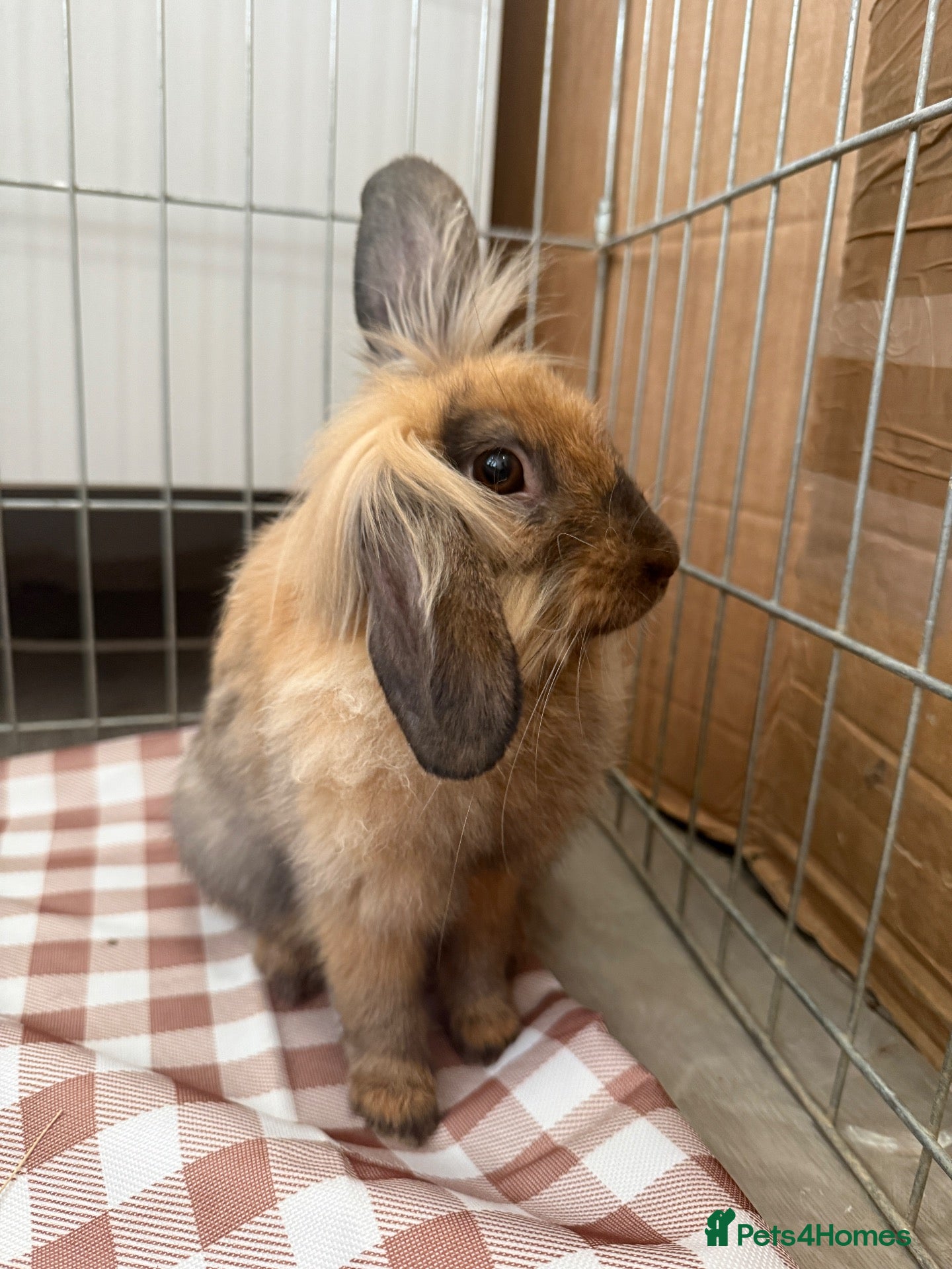 Lionhead rabbits Sweet bunny looking for a new family - Advert 1
