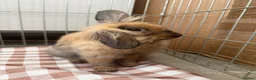 Lionhead rabbits for sale: Sweet bunny looking for a new family - Advert 1