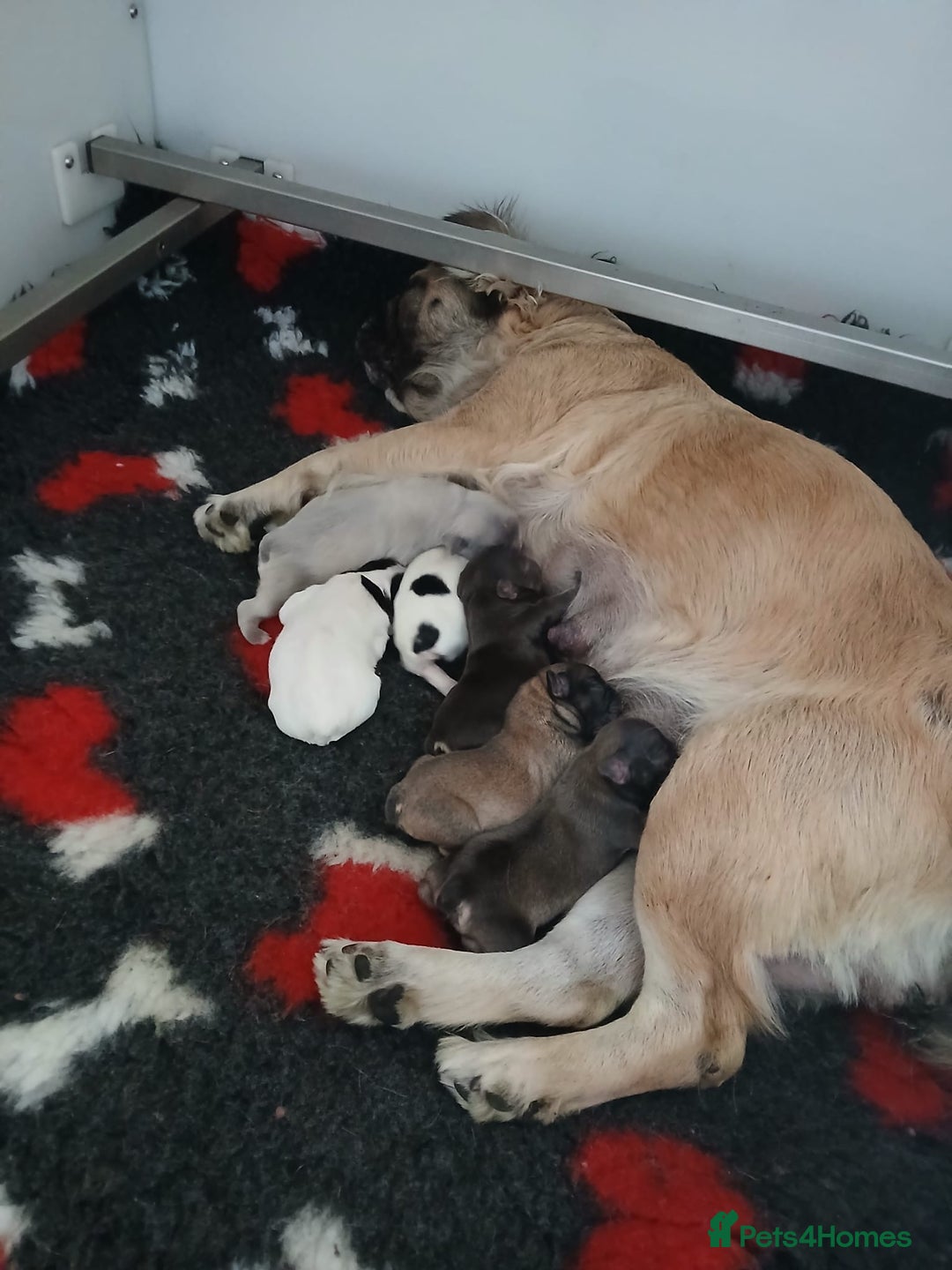 French Bulldog dogs for sale: Fluffy Frenchie’s  - Advert 7