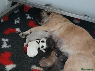 French Bulldog dogs Fluffy Frenchie’s - Advert 1