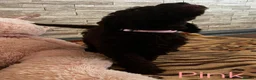 Labradoodle dogs for sale: F1bb Labradoodle Puppies - Ideal Family Balance - Advert 5