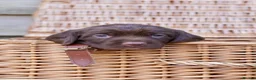 Springador dogs for sale: Beautiful Puppies For Sale  in Henfield - Advert 8