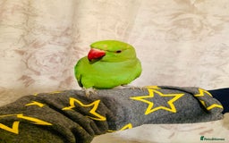 Ringnecks birds for sale: Hand Tamed/Untamed Gorgeous Ringneck for sale - Image 8