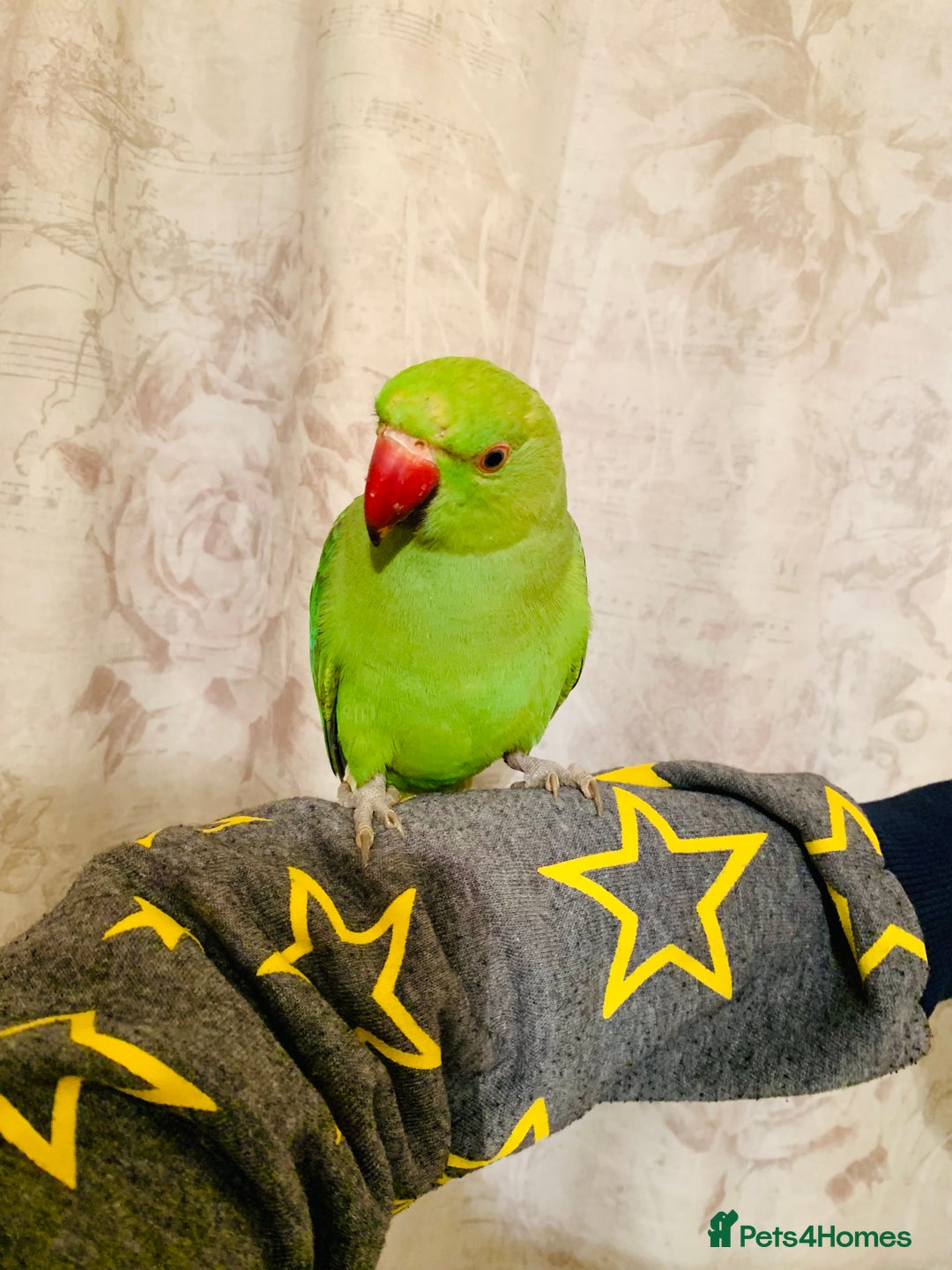 Ringnecks birds for sale: Hand Tamed/Untamed Gorgeous Ringneck for sale - Image 8