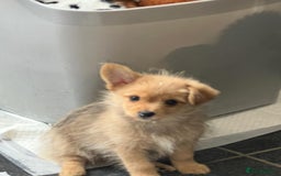 Mixed Breed dogs for sale: X2 Dauchshund/ Pomeranian pups - Image 2