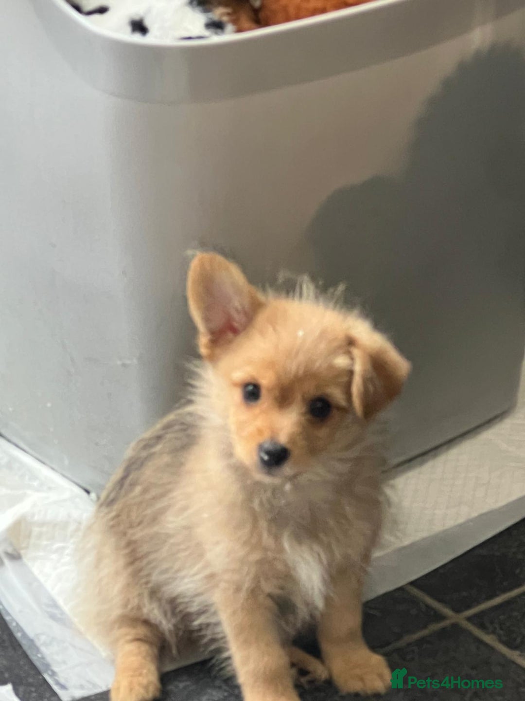 Mixed Breed dogs for sale: X2 Dauchshund/ Pomeranian pups - Image 2