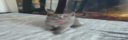British Shorthair cats for sale: British Shorthair Kittens  - Advert 5