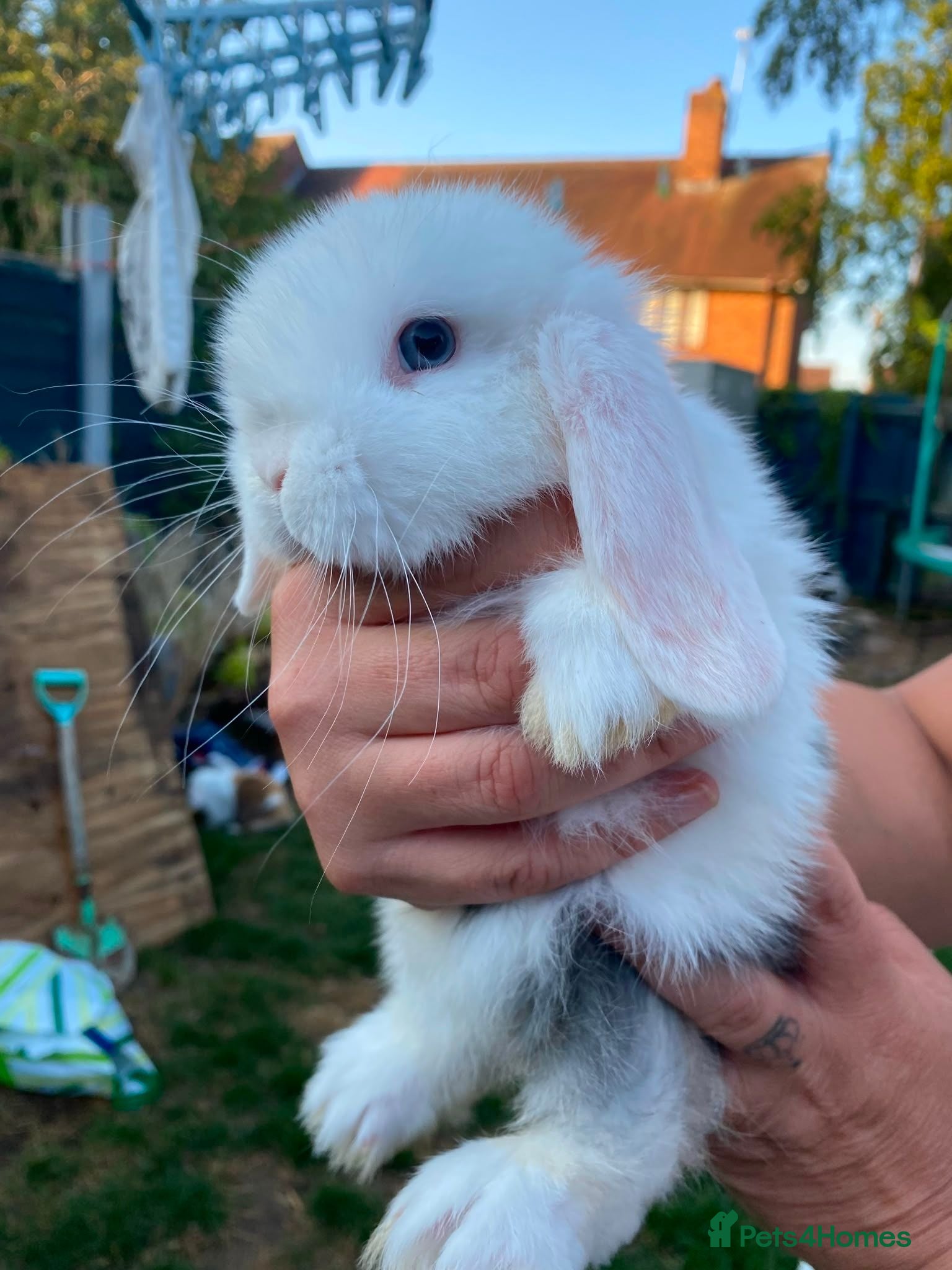 Mini Lop rabbits Mini lop rabbits - Advert 2