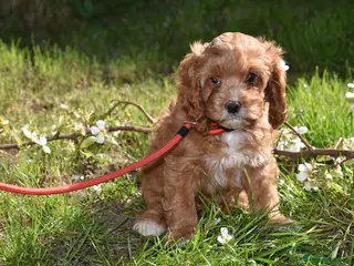 Cavapoo dogs Last Boy Ready Now F1 Toy Cavapoo Health Tested - Advert 5