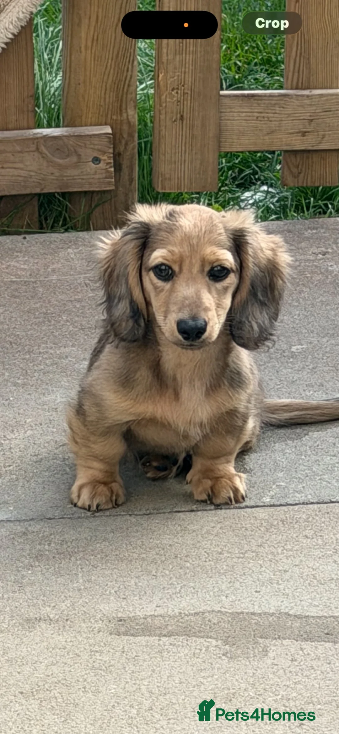 Miniature Dachshund dogs for sale: Shaded cream dapple  - Advert 2