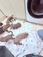 Staffordshire Bull Terrier dogs 💙Adorable Blue Staffy Puppies Available! 💙 - Advert 2