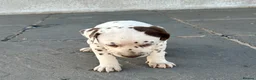 Dalmatian dogs for sale: Dalmatian beautiful - Advert 21