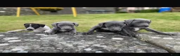 Mixed Breed dogs for sale: German pointer-lurcher cross  whippet pups  - Advert 8