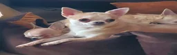 Chihuahua dogs for sale: Tiny Chihuahua Puppy in Grays - Advert 9