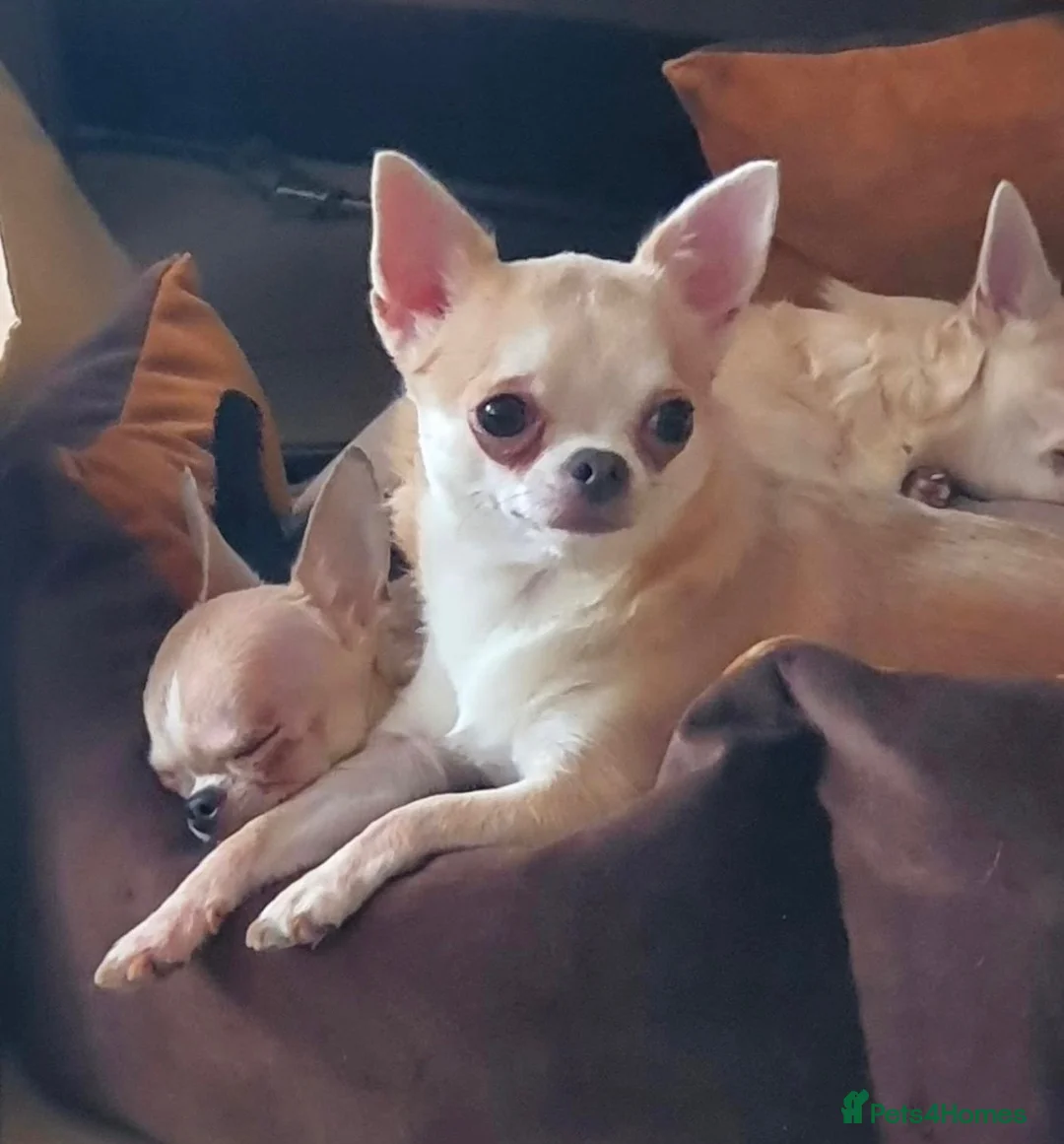 Chihuahua dogs for sale: Tiny Chihuahua Puppy in Grays - Advert 9