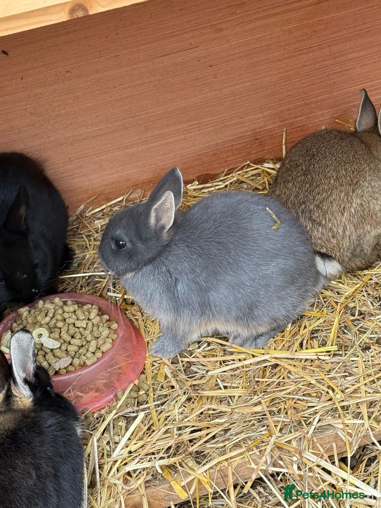 Netherland Dwarf rabbits Netherland dwarf 2 LEFT - Advert 5