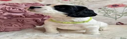 Sprocker dogs for sale: Sprocker Spaniel pups  in Stranraer - Advert 4