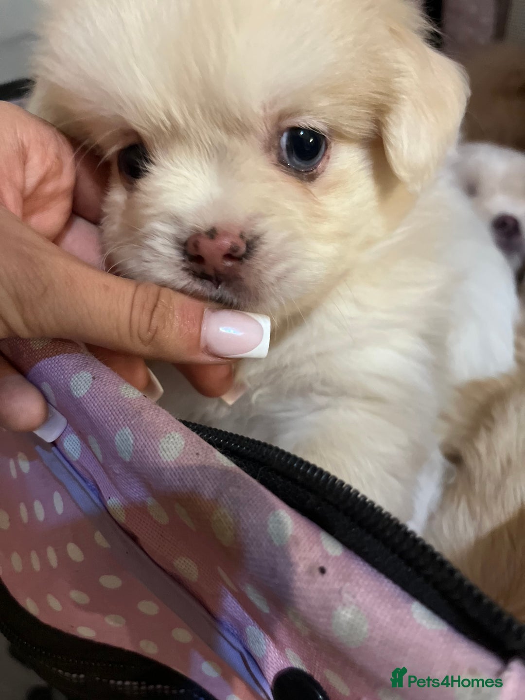 Mixed Breed dogs for sale: Adorable puppies for sale  - Image 11