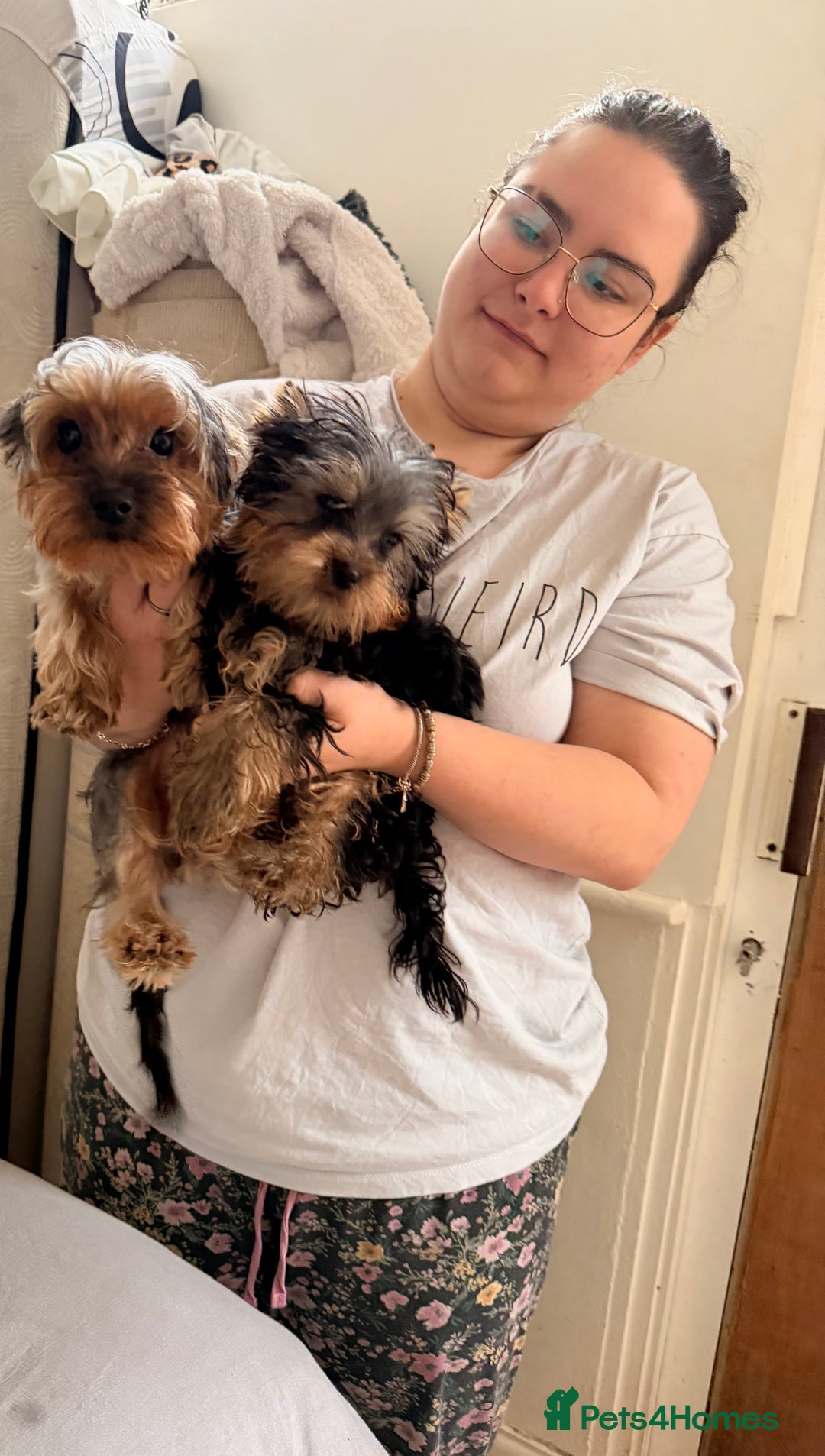 Yorkshire Terrier dogs for sale: Yorkshire terrier puppy - Advert 9