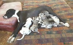 Great Dane dogs for sale: Beautiful Great Dane puppies for sale  - Image 10
