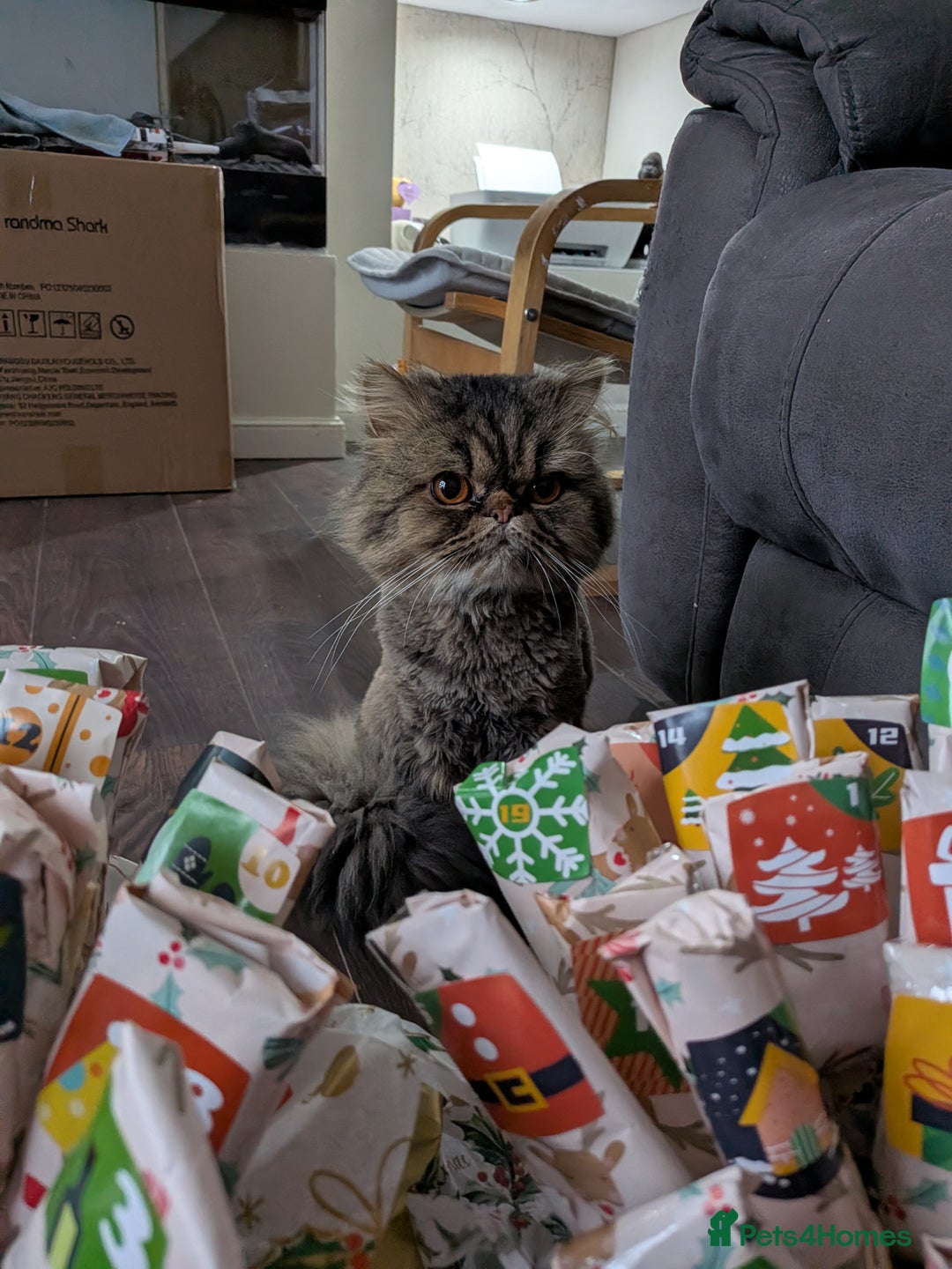 Exotic cats for sale: Beautiful Exotic kittens  - Advert 16