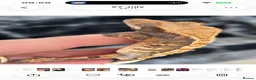 Gecko reptiles for sale: Tri colour harlequin crested gecko in Liverpool - Advert 6