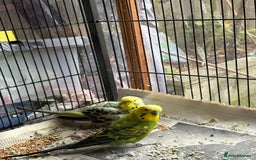 Budgerigars birds for sale: Budgies, mixed colours, only afew left now - Image 6