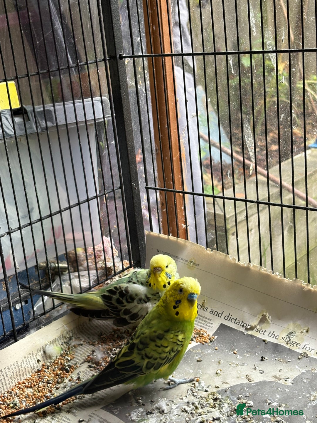 Budgerigars birds for sale: Budgies, mixed colours, only afew left now - Image 6