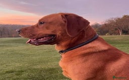 Labrador Retriever dogs for sale: Sykehead are expecting Fox Red lab pups  - Image 3