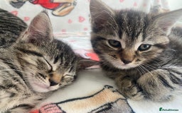 Mixed Breed cats for sale: Sweet Little Kittens Searching for Forever Home - Image 1