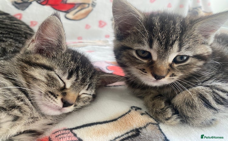 Mixed Breed cats - Advert 1