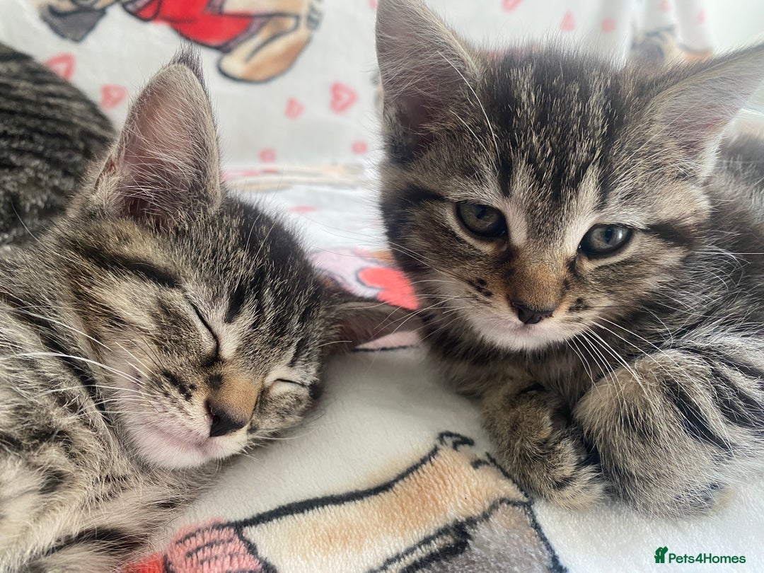 Mixed Breed cats for sale: Sweet Little Kittens Searching for Forever Home - Image 1