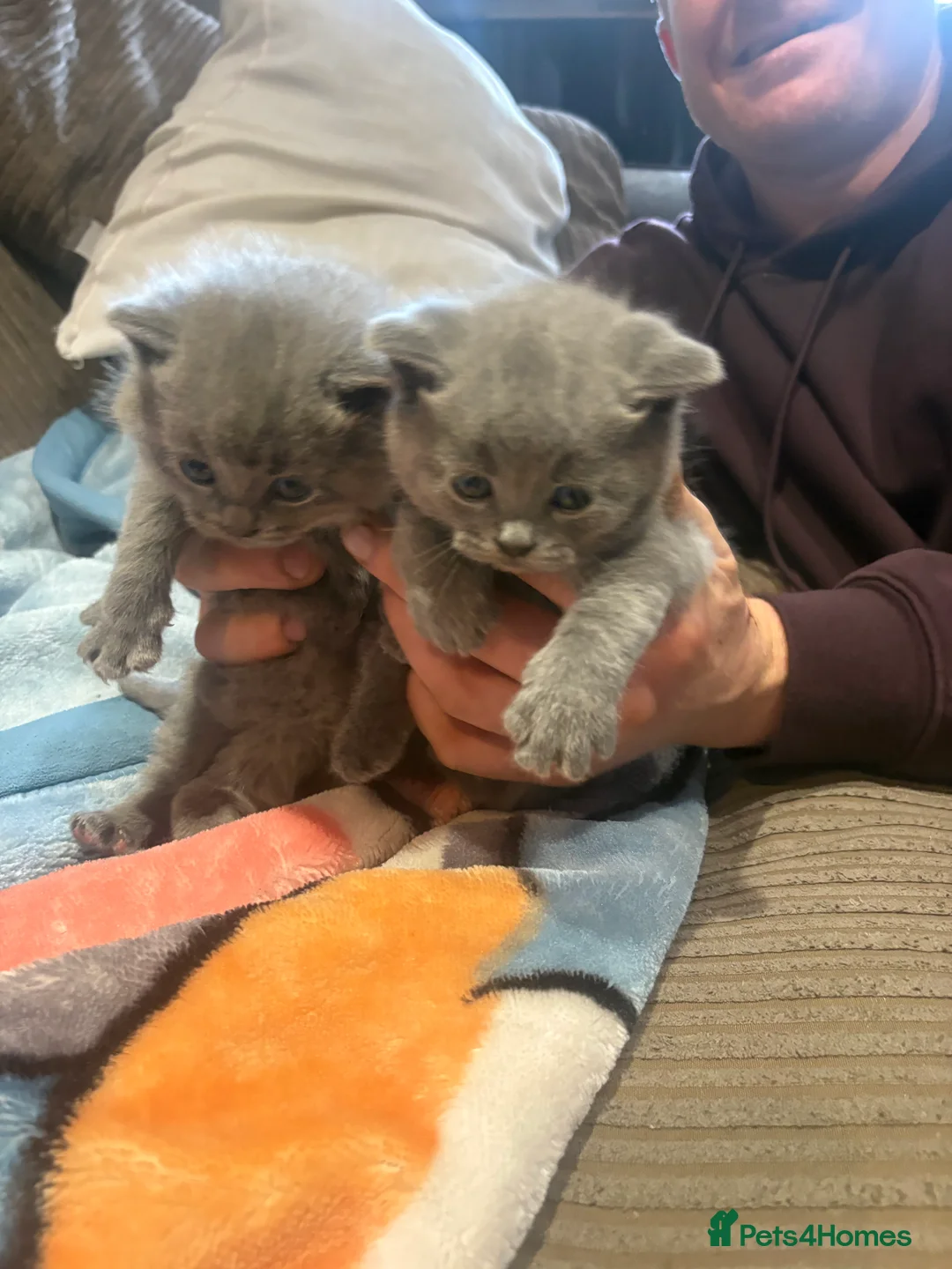 British Shorthair cats for sale: British Shorthair Kittens  - Advert 2