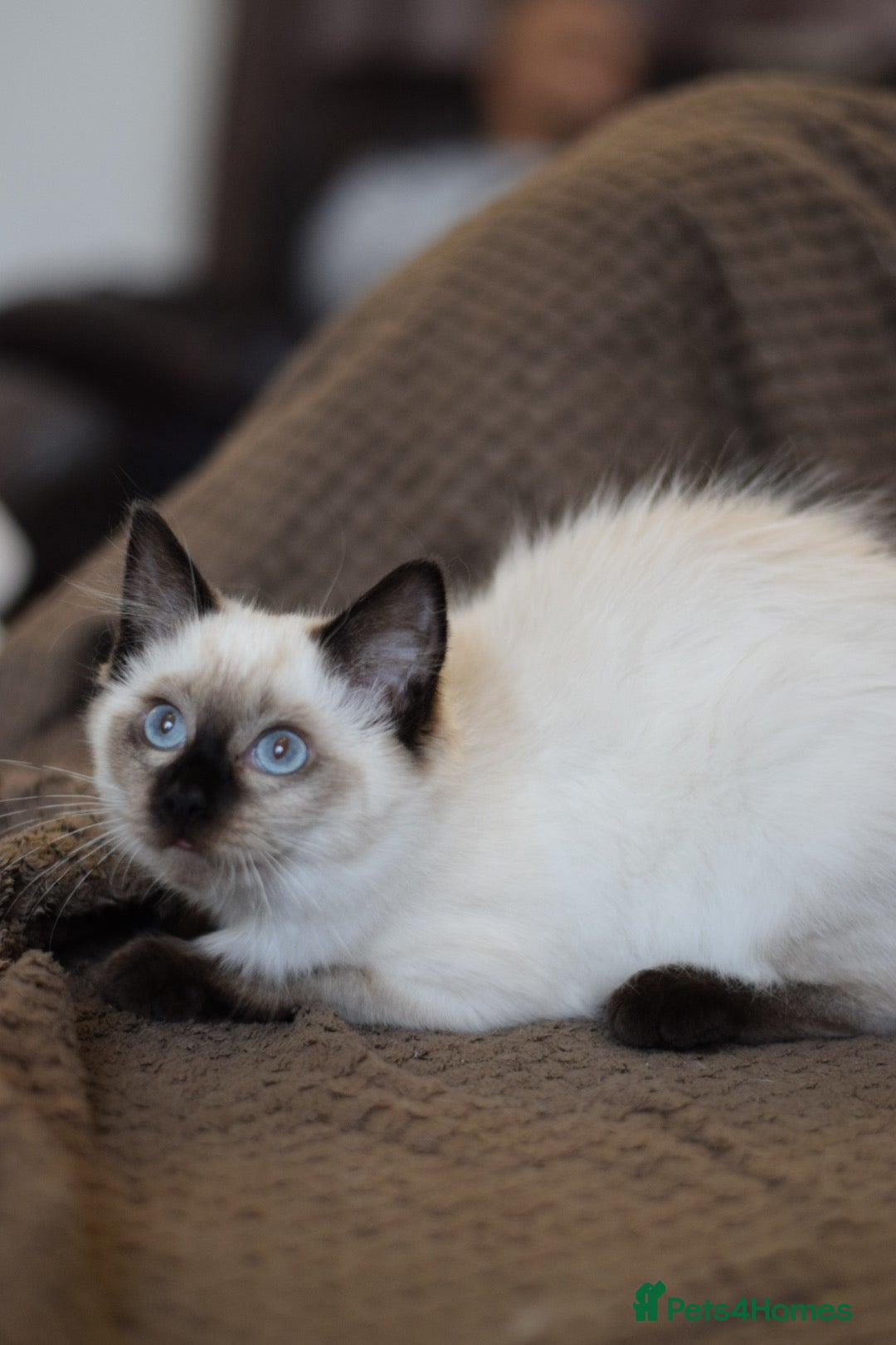 Ragdoll cats for sale: Ragdoll Crystal chocolate point female  - Image 6