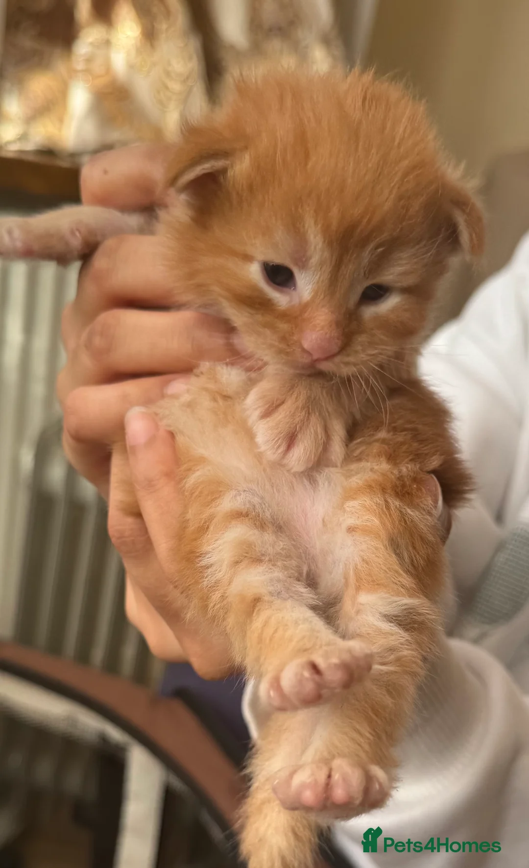 Maine Coon cats for sale: One blue tortie girl Mainecoon left  - Advert 5