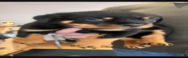 Rottweiler 3